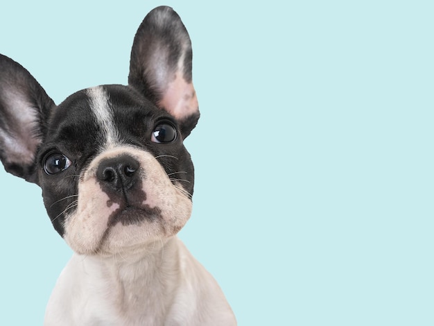 Cute puppy sitting on the table Studio shot Isolated background Clear sunny day Closeup indoors Day light Concept of care education obedience training and raising pets