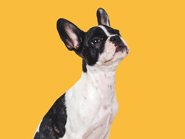 Cute puppy sitting on the table studio shot isolated background closeup indoors day light concept of care education obedience training and raising pets