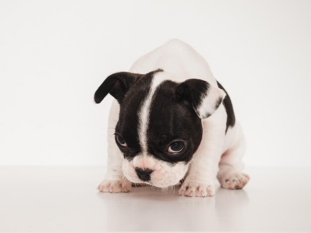 Cute puppy sitting on the table Studio shot White isolated background Clear sunny day Closeup indoors Day light Concept of care education obedience training and raising pets