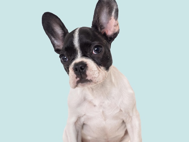 Cute puppy sitting on the table Studio shot