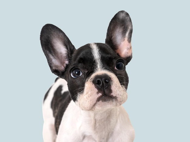 Cute puppy sitting on the table Studio shot