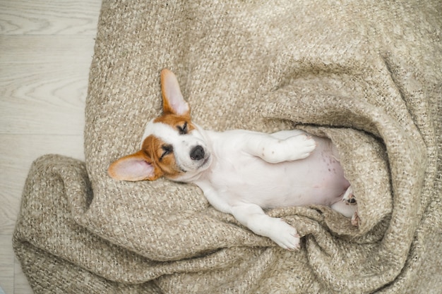 毛布で寝ているかわいい子犬。