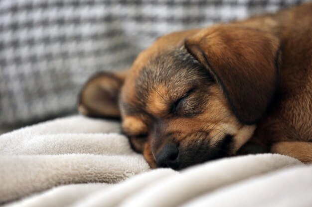 Cute puppy sleeping on sofa at home