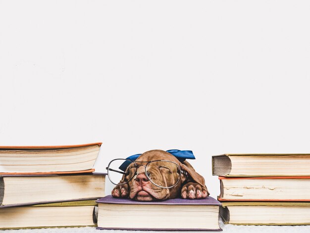 Cute puppy sleeping and vintage books