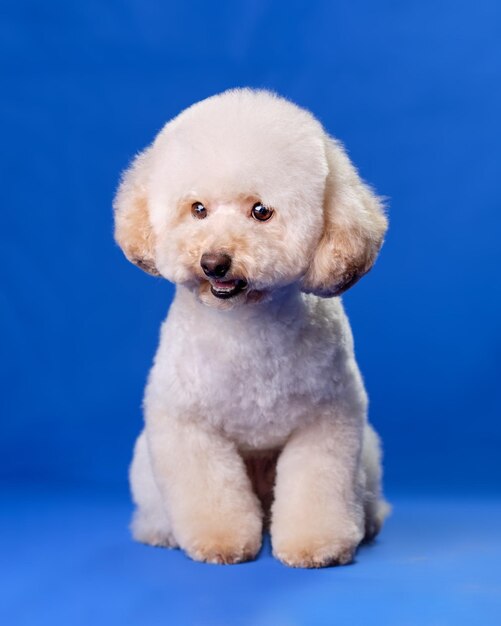 Cute puppy of a small miniature apricotcolored poodle on a blue chromakey background