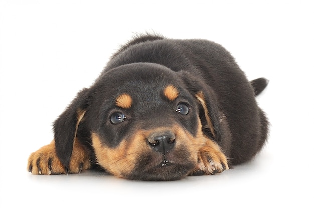 Cute puppy standing on the floor