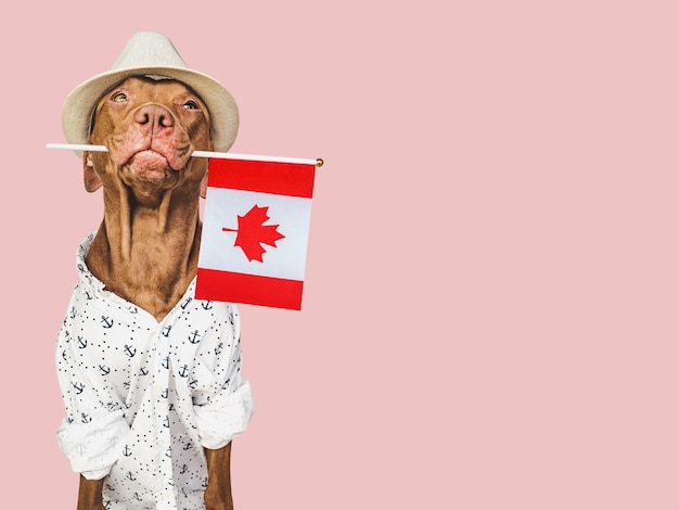 Cute puppy sun hat and Canadian Flag