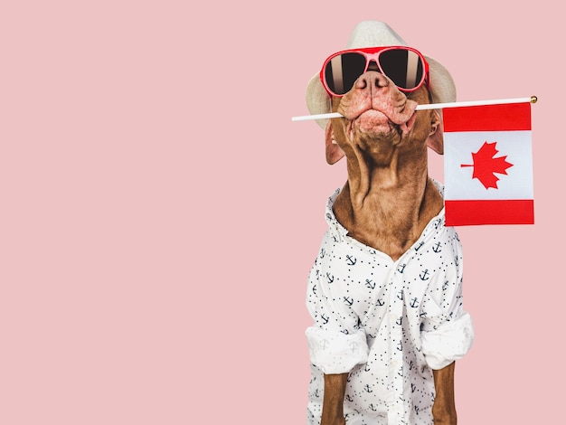 Cute puppy sun hat sunglasses and Canadian Flag Travel preparation and planning Closeup indoors Studio shot isolated background Vacation travel and tourism concept Pets care