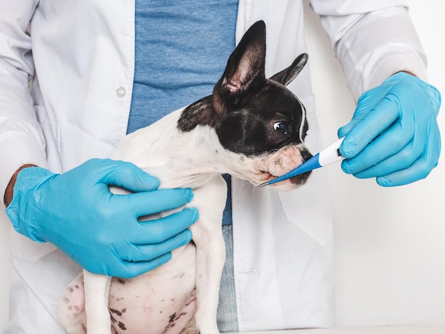 Cute puppy and veterinarian Closeup studio photo