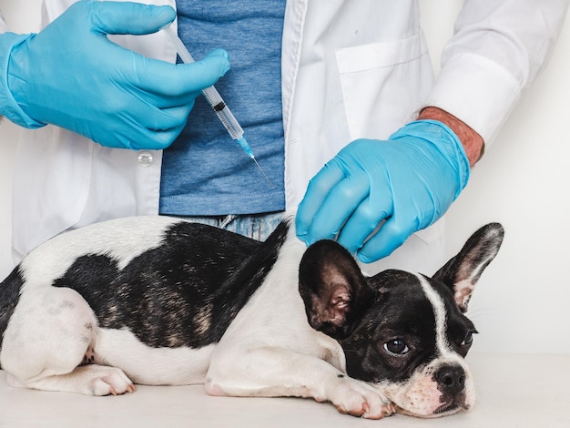 Cute puppy and veterinarian Closeup studio photo