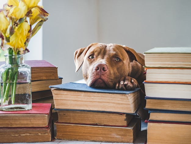 Cute puppy and vintage books. Studio photo