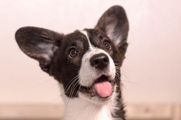 かわいい子犬ウェルシュ ・ コーギー ・ ペンブロークの肖像画のペット
