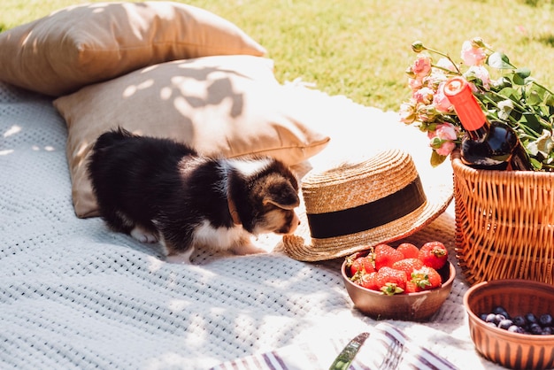 Cute puppy at white blanket with picnic wicker basket pillows and straw hat at sunny day