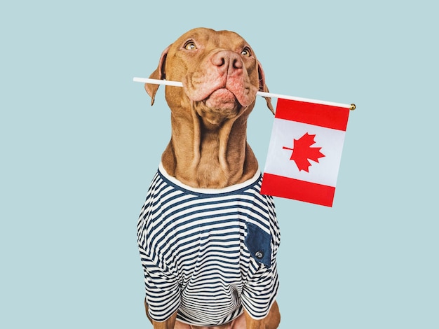 Cute puppy with Canadian Flag Travel preparation and planning Closeup indoors Studio shot isolated background Vacation travel and tourism concept Pets care