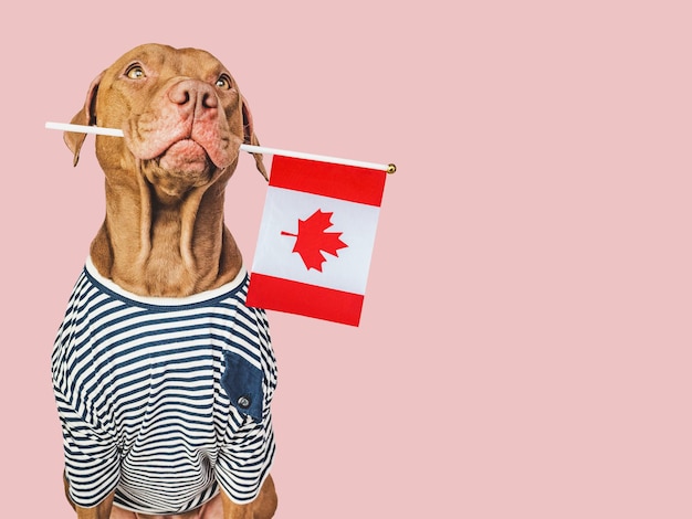 Cute puppy with Canadian Flag Travel preparation and planning Closeup indoors Studio shot isolated background Vacation travel and tourism concept Pets care