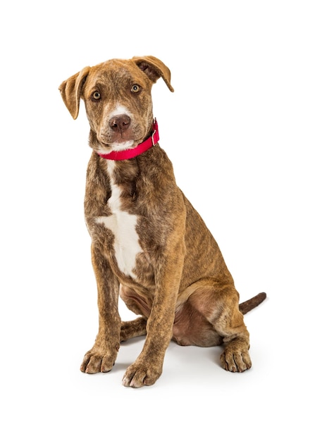 Cute Puppy With Red Collar on White