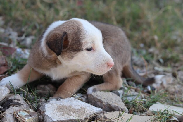 Foto cuccino carino.