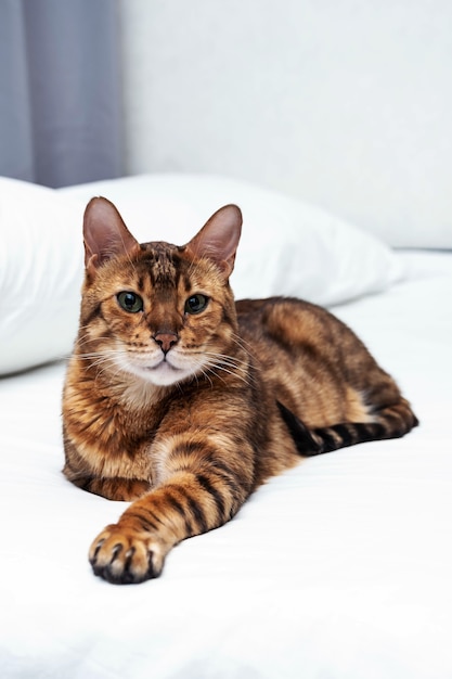 Cute purebred bengal cat resting and lying on bed