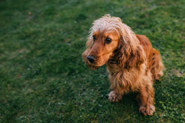 太陽の下で芝生の屋外でかわいい純血種のコッカースパニエル犬