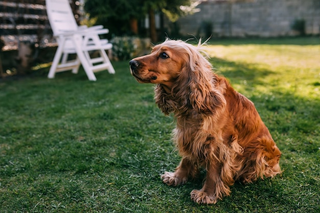 Cute purebred dog sits on green grass in back yard