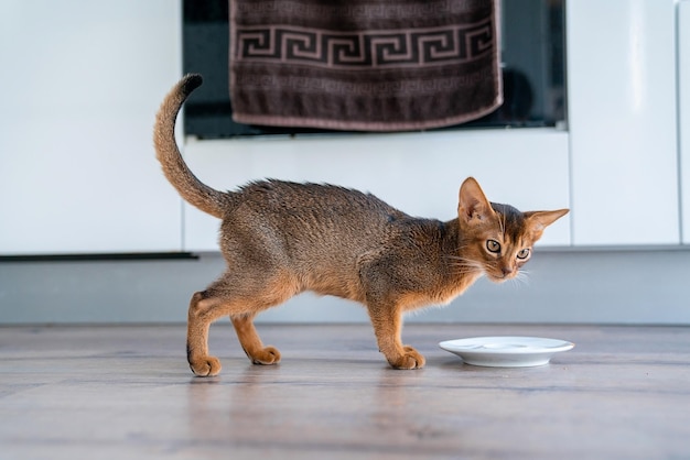 부엌과 거실에 있는 귀여운 순종 붉은색 아비시니안 새끼 고양이.