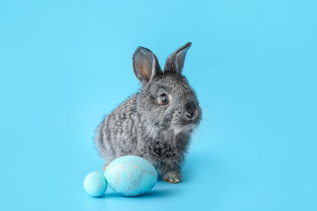 Cute rabbit and Easter eggs on color