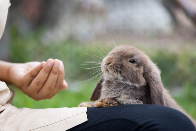 Cute rabbit eating pellet food from owner woman hand. Hungry rabbit eating food in the meadow. Owner feeding food to her rabbits. Friendship with easter bunny.