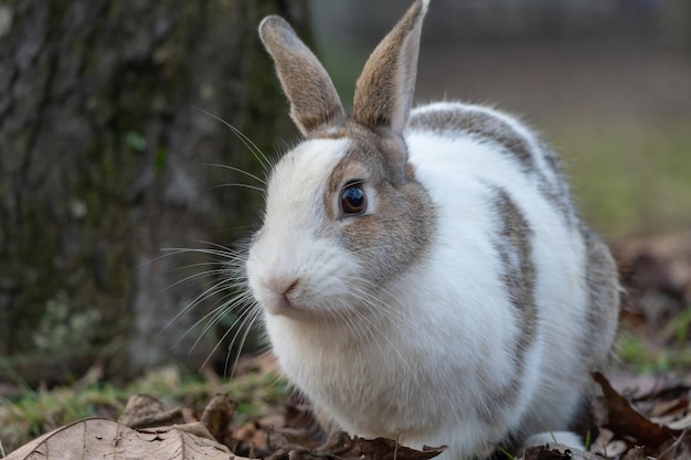 Cute rabbit enjoying the nature