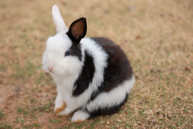 Cute rabbit on the farm