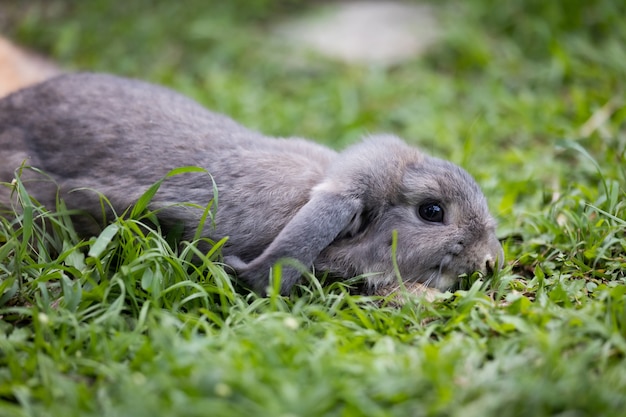 Cute rabbit lying down and sleep on the green grass in the meadow. Friendship with easter bunny. Happy rabbit.