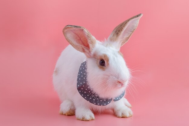 Cute rabbit on pink background