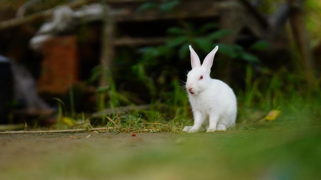 草の中に座っているかわいいウサギ