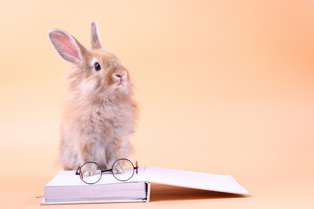 Cute rabbit sitting on a white book with glasses placed