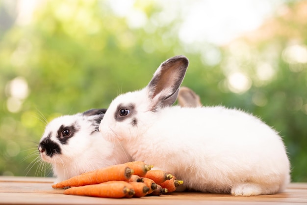 Cute rabbit on spring nature outdoor with meadow grass in farm wildlife pet animal in summer easter concept mammal garden and bunny rodent having fluffy and hare having long ear and brown fur