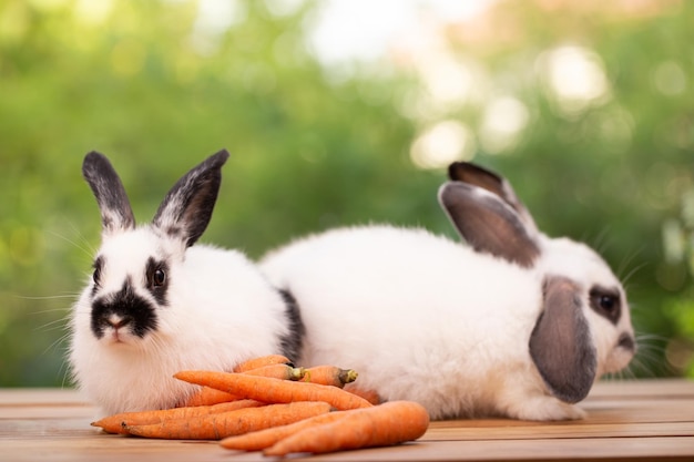 Coniglio carino sulla natura primaverile all'aperto con erba di prato in fattoria fauna animale da compagnia animale in estate concetto di pasqua mammifero giardino e coniglietto roditore avente soffice e lepre con orecchio lungo e pelliccia marrone