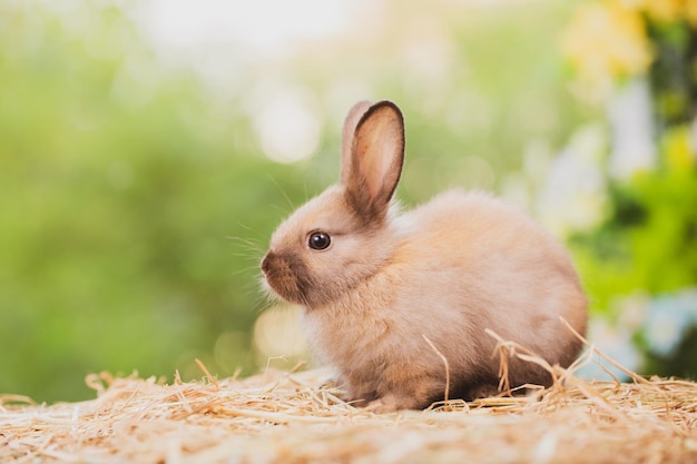 Simpatico coniglio sulla natura primaverile all'aperto con erba di prato in fattoria fauna animale da compagnia animale in estate concetto di pasqua mammifero giardino e coniglietto roditore avente soffice e lepre con orecchio lungo e pelliccia marrone