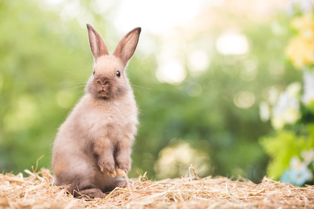 Cute rabbit on spring nature outdoor with meadow grass in farm
wildlife pet animal in summer easter concept mammal garden and
bunny rodent having fluffy and hare having long ear and brown
fur