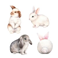 cute rabbit watercolor illustration set easter bunny hand painted art  fluffy animal pet