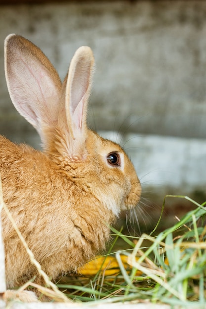 かわいいウサギは干し草を食べて農場に座っています。