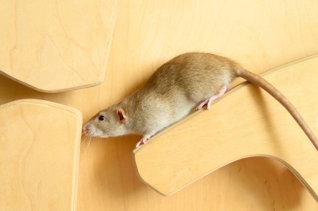 Cute rat climbs on wood