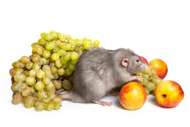 Dumbo carino ratto su uno sfondo bianco isolato con frutta. simbolo anno del ratto.