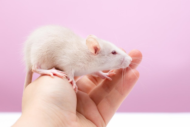 Cute rat in hand on pink background