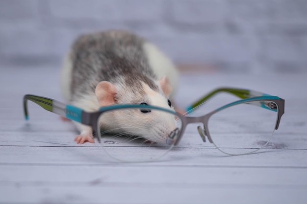 透明なメガネをかけたメガネの横にかわいいネズミが座っています。賢い齧歯動物。