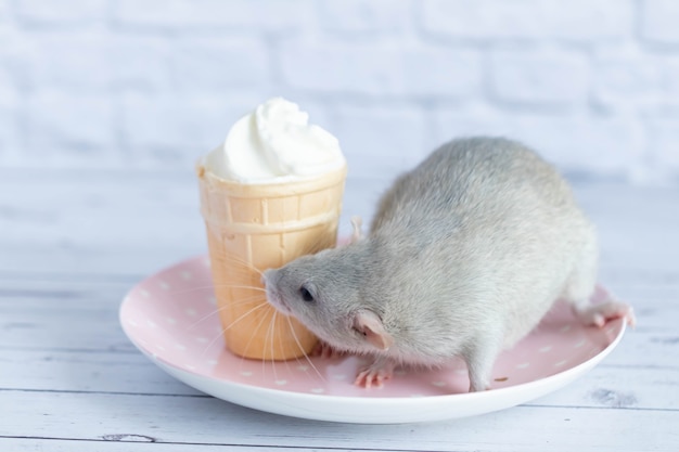 A cute rat sits next to a waffle cup with white ice cream. The rodent is sniffing the dessert. Close-up portrait of animals. Macro.