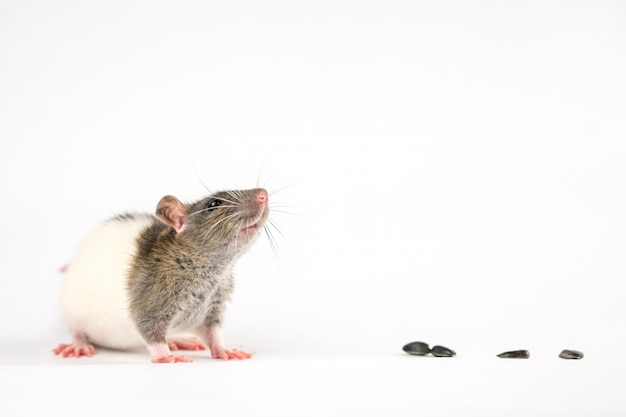 Cute rat sitting on a white  are sunflower seeds