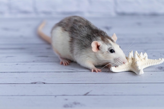 かわいいネズミが白いヒトデを嗅ぐ プレミアム写真