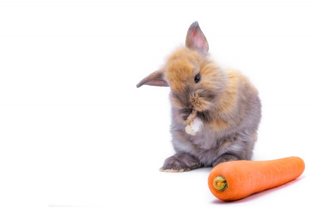 白い背景の上にニンジンを食べるかわいい赤い赤ちゃんイースターのウサギ