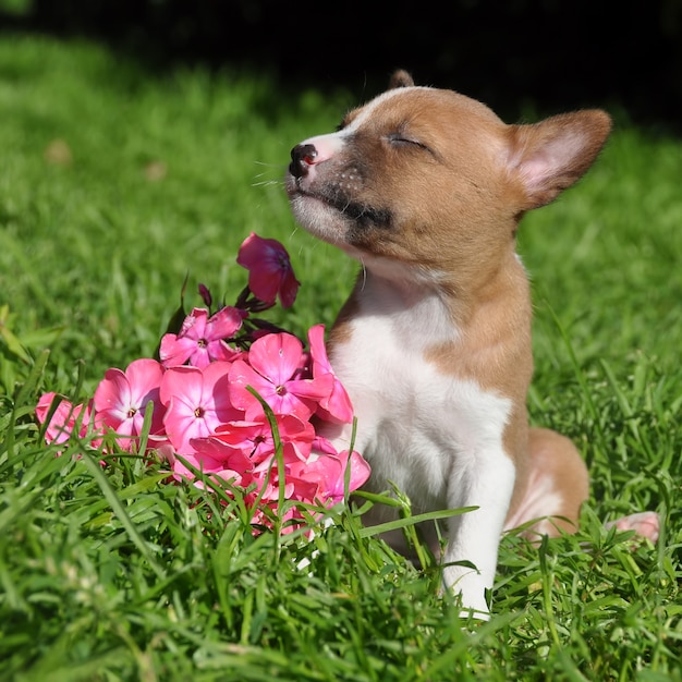 Cute red Basenji dog puppy and flower