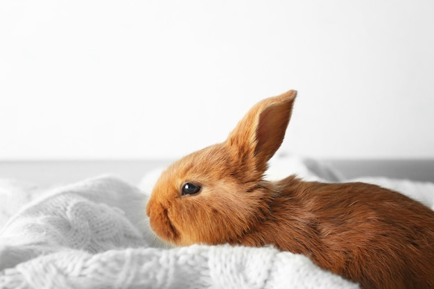 Cute red bunny on white blanket