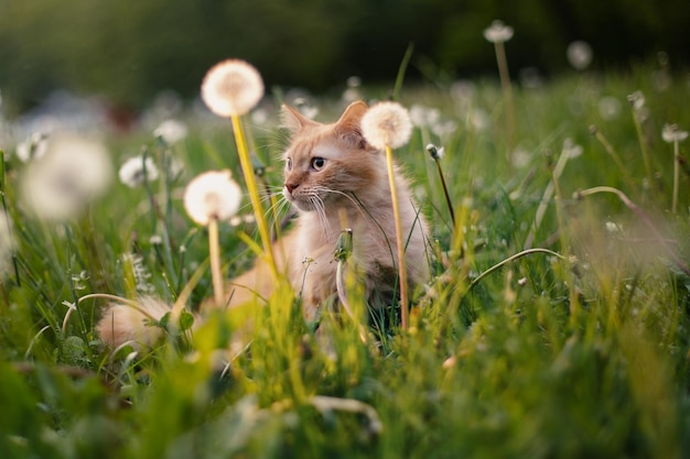 タンポポのあるフィールドでかわいい赤い猫